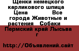 Щенки немецкого карликового шпица › Цена ­ 20 000 - Все города Животные и растения » Собаки   . Пермский край,Лысьва г.